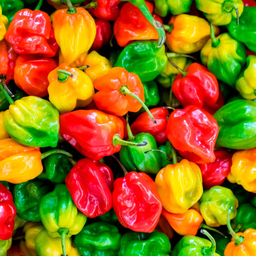 Fresh red, orange and green habanero peppers